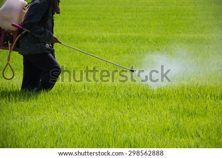 Spraying pesticides on rice seeding field  Royalty-Free Stock Photo #298562888