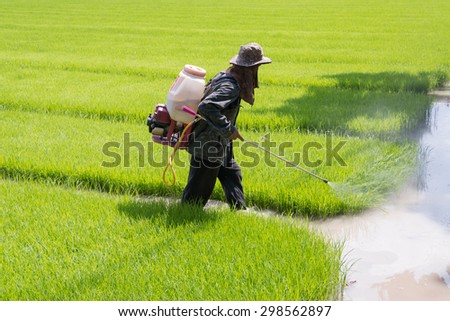 Spraying pesticides on rice seeding field  Royalty-Free Stock Photo #298562897