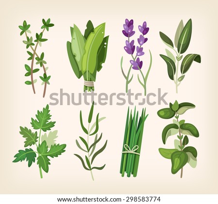 Green fragrant seasoning and dressing herbs for soup, salad, meat and other dishes. Royalty-Free Stock Photo #298583774