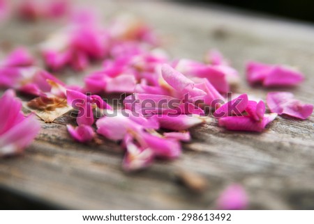 Pink rose petals on the wooden background. Flower petals on the 