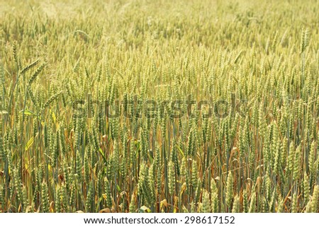 rye field, summer background