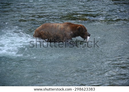 grizzly bear in brooks river hunting for salmon at katmai national park in alaska