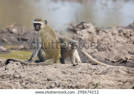 Vervet monkey drinking water from a pond with dry mud
