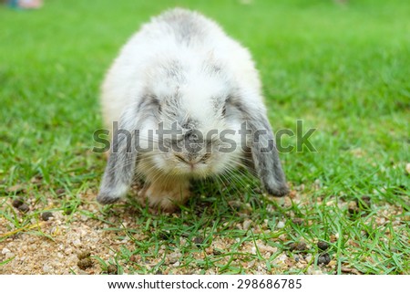 Holland lop rabbit on green grass