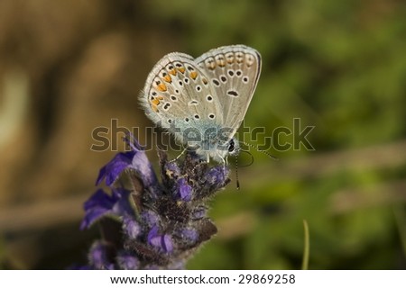 common blue / Polyommatus icarus
