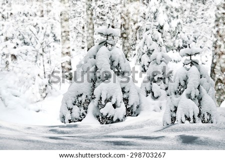 Winter Forest. Winter landscape