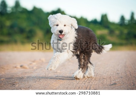 Happy bobtail puppy running in summer Royalty-Free Stock Photo #298710881