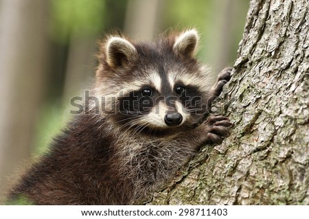 Raccoon portrait Royalty-Free Stock Photo #298711403