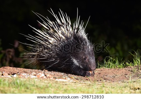 Nocturnal animals Malayan porcupine(Hystrix brachyura) in nature at Kaengkrajarn national park,Thailand 