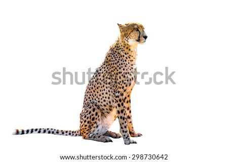 Cheetah sitting side view, on white background, isolated.