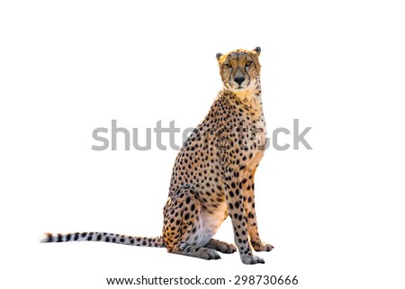 Power cheetah sitting front view, on white background, isolated.