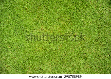 Natural green grass background.