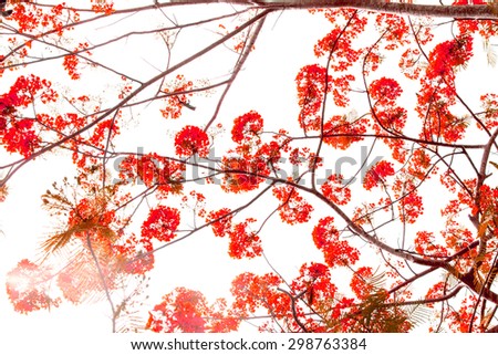 the red Flam-boyant flower background as pattern like chinese flower style