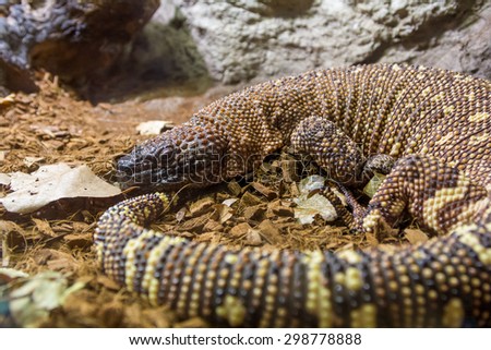 Mottled lizard (Heloderma horridum) Royalty-Free Stock Photo #298778888