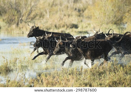 Black Bulls of Camargue France running in water