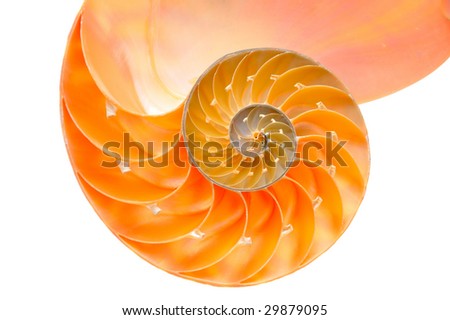 nautilus shell section against white