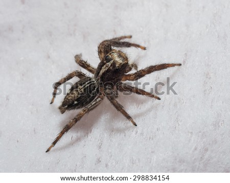 Male Plexippus Petersi Jumping Spider