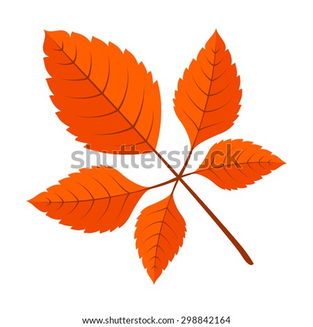 Autumn bright fall leaves. Colorful vector design element isolated on white. 
