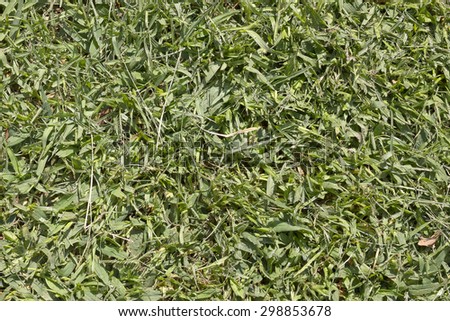 Freshly mown grass