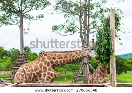 Giraffe in Chiang Rai, Thailand