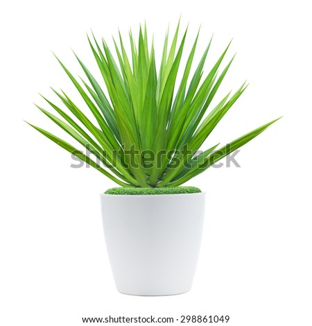 Decoration plant on pot isolated on white Royalty-Free Stock Photo #298861049