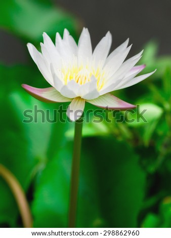 Vertical view of white lotus flower with blurry green background