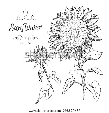 Hand drawn vector sunflower sketch. Can be used as illustration or material for thematic labels.