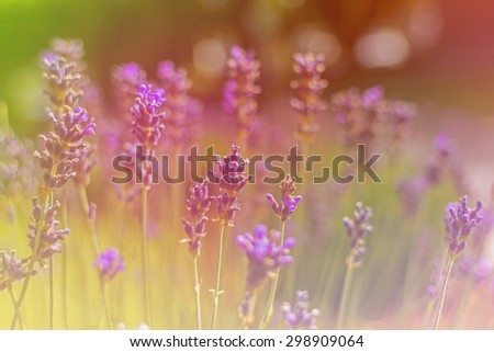 beautiful lavender flowers made with color filters.