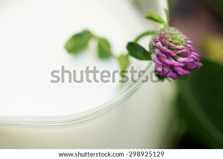 Pink Clover in glass jug of milk close up
