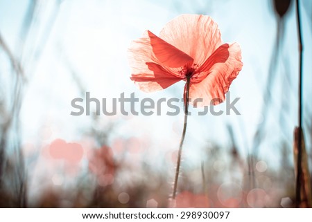 wild poppy flower