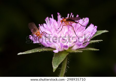 Dagger fly pair on field scabious flower