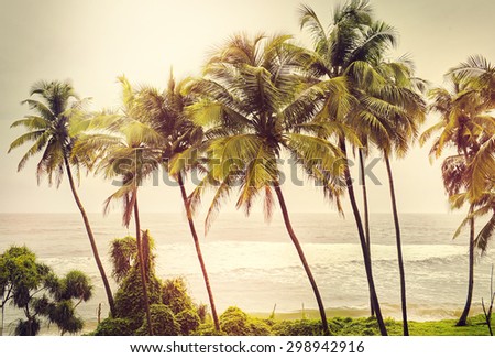 Palm trees at sunset light. Goa. India vintage style photo. Instagram filter.
