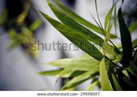 Close-up of bamboo leaves, shallow focus