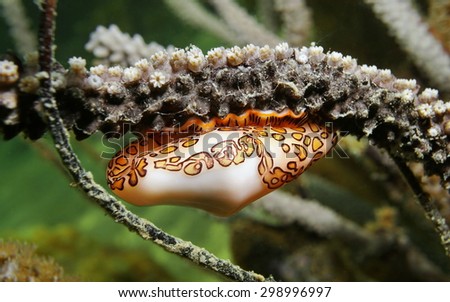 Underwater marine life, close up of a flamingo tongue snail, Cyphoma gibbosum, on sea plume coral, Caribbean sea