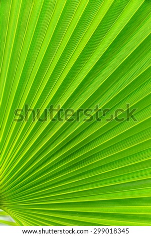 Green palm tree leaf  background