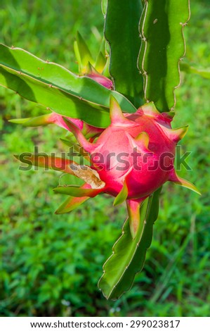 Colorful dragon fruit is on the tree.