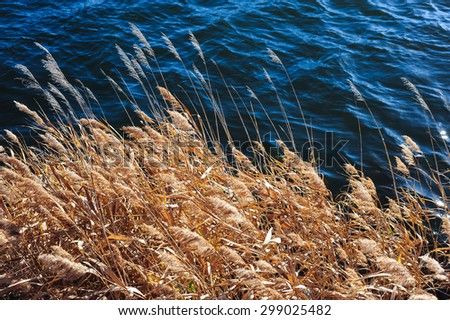 Grass at lake under the sunlight.