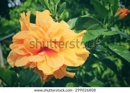 Hibiscus flower - orange flower
