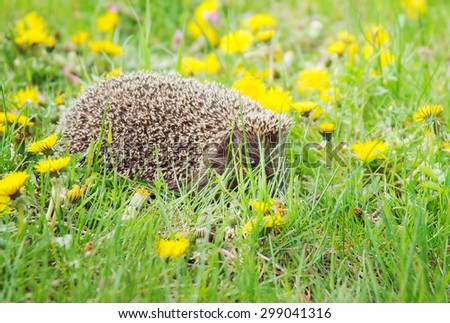 Hedgehog in wood on a green grass