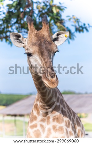 Close up shot of giraffe head