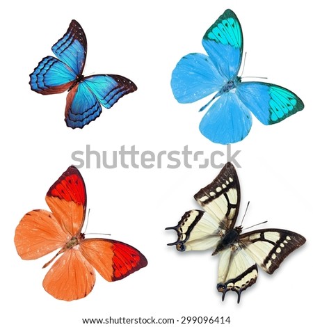 Set of 4 butterfly different color, Butterfly set, Butter wall art set isolate on white background