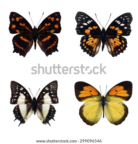 Set of four yellow butterfly have different stripes on wing isolated on white background