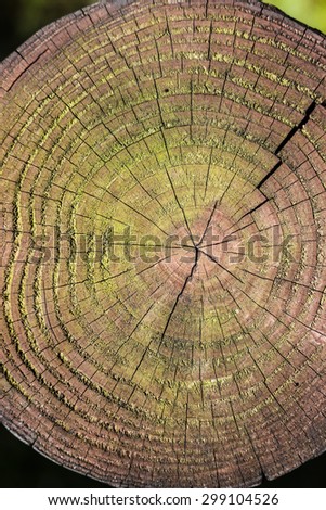 Detail of annual rings of a tree trunk in the forest