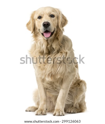 Golden Retriever sitting in front of a white background Royalty-Free Stock Photo #299126063