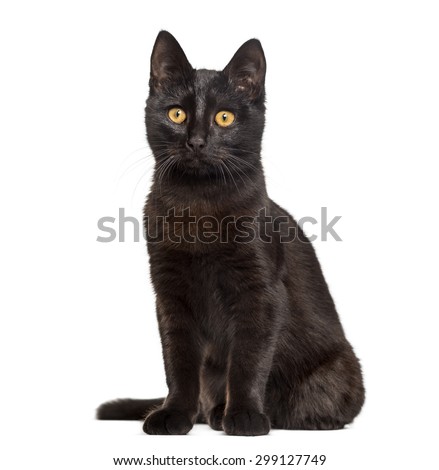 Black cat sitting in front of a white background