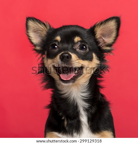Close-up of a Chihuahua in front of a pink background