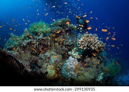 Diver on a Red Sea reef with anthias