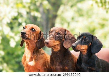 Dachshunds dog on the backyard. Three dogs outdoor in sunny summer weather.
