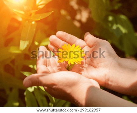 Pot marigold (Calendula officinalis) 