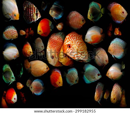 Aquarium fish. Symphysodon sp. 